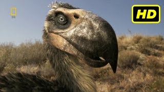 Depredadores Prehistóricos 2007  2009 quotLas Aves del Terrorquot National Geographic HD [upl. by Mikeb]