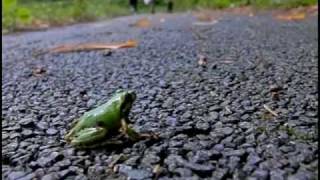 Tree frog Jump Slow motion [upl. by Alesi]