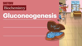 Gluconeogenesis Biochemistry  USMLE Step 1  Sketchy Medical [upl. by Sidoney465]