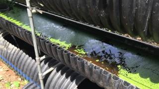 What is Bioponics How it Compares to Hydroponics and Aquaponics [upl. by Sharai990]