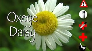 Oxeye Daisy Edible Medicinal Cautions amp Other Uses [upl. by Salamone]