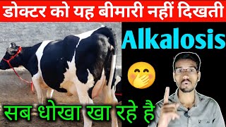 Alkalosis treatment in cow amp buffalo  alkalosis in cattle  Hivit injection  Rumen fs  hada vet [upl. by Kam]