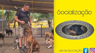 3 MAUI  LEÃO DA RODÉSIA socialização com outros cães [upl. by Erlene]