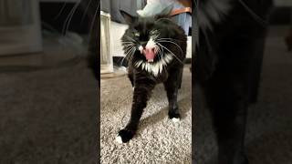 Tuxedo cat yawns [upl. by Amor]