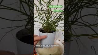 Juncus spiralis УХОД  Моя главная ошибка и Джункус LampPlantae juncus джункус [upl. by Aldercy]