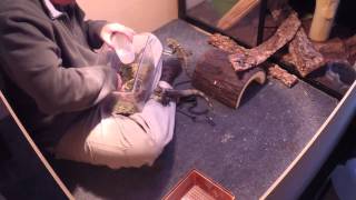 Feeding Bossk and Tiamat March 29 2015 Ctenosaura melanosterna [upl. by Whale]