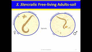 Strongyloides stercoralis Nematodes [upl. by Aieken609]