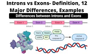 Introns vs Exons Definition 12 Major Differences Examples [upl. by Dane]