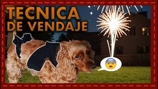 Vendaje terapéutico la clave para tranquilizar a tu perro durante los fuegos artificiales [upl. by Nauqat330]