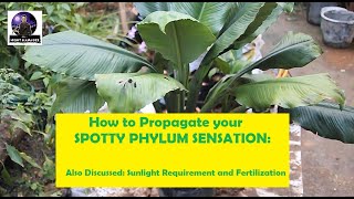 How to Propagate Spotty Phylum Sensation or Peace Lily [upl. by Nnaeus]