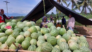 Paano Magsimula sa Watermelon Farming Begginers Guide [upl. by Orpheus]