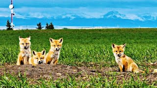 Adorable BABY Foxes At The Farm [upl. by Ttennaej892]