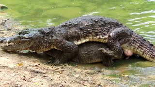 How Do Crocodiles Physically Mate Muggers of India [upl. by Friedman]