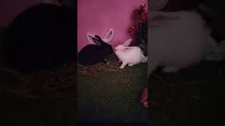 Cute rabbit black and white🐰🐰🐰🐰 [upl. by Anotyal]