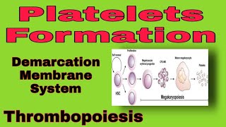 Megakaryopoiesis  Platelets Formation [upl. by Yreffeg]