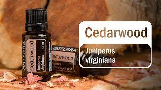 doTERRA Cedarwood Translated Subtitles [upl. by Niac]