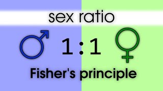 Sex ratio Fishers principle Evolutionarily stable strategy [upl. by Tani784]