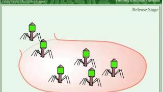 Lysogenic cycle of Bacteriophage [upl. by Carisa]