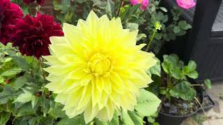 Few Dahlia flower that blooming in our small garden [upl. by Hansel]