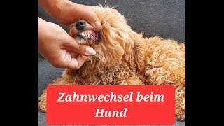 Zahnwechsel Hund Welpe Zahnkontrolle Milchzähne hundegesundheit hundewissen welpen welpenliebe [upl. by Ordnas485]