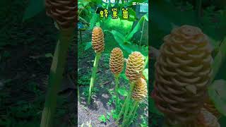 蜂巢薑（beehive ginge台北植物園今日我最美 [upl. by Rollins]