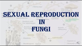 PlantBiodiversitySexual Reproduction in Fungi [upl. by Lourie]