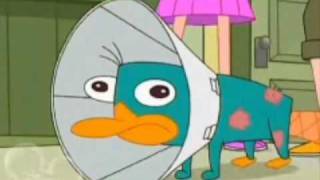 Perry The Platypus  The Platypus Song [upl. by Levan]