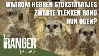 👀 WAAROM HEBBEN STOKSTAARTJES ZWARTE VLEKKEN ROND HUN OGEN  Ranger Request [upl. by Renraw]