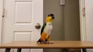 Izzy the Caique hopping and jumping around to exercise [upl. by Tilagram806]