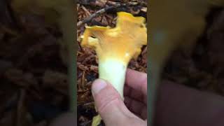 Lisičarka Cantharellus cibarius Chanterelle Echter Pfifferling nature forest viral [upl. by Ioved]