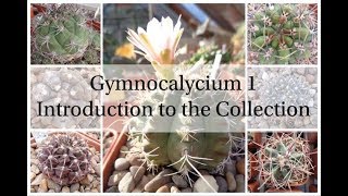 Gymnocalycium 1  Introduction to the Collection Cactus Series 2 [upl. by Alderson]