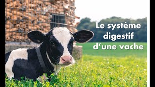 🐄 Le système digestif de la vache 🐄 [upl. by Ameg]