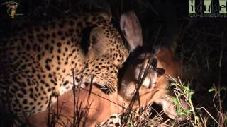 Female Leopard Catches Big Impala Ram [upl. by Peery762]