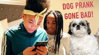 DOG PRANK GONE BAD KIDS SKIT [upl. by Sekoorb235]