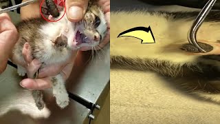 CUTEREBRA REMOVAL FROM KITTEN [upl. by Narret]