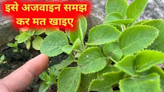 अजवाइन के पौधे का असली सच  Ajwain Plant Complete Information  Medicinal Plant For Infants [upl. by Alford319]