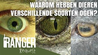 WAAROM HEBBEN DIEREN VERSCHILLENDE SOORTEN OGEN  Ranger Request [upl. by Chuck]