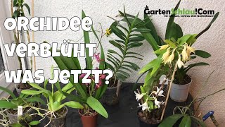 Was mache ich mit verblühten Orchideen  Alles über Orchideen 20  Gartenschlaucom [upl. by Georgette]