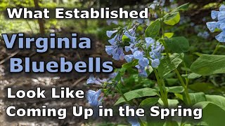 What Established Mertensia virginica Virginia Bluebells Looks Like Coming Up in the Springtime [upl. by Eleni562]