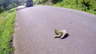 Sloth safely crossing a road in Panama Totally takes his time [upl. by Bussy]