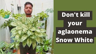 How To Care Your Aglaonemas In This Summer  Aglaonema Plant Care  Aglaonema Varieties  Snow White [upl. by Lexa]