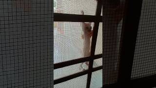 Cute Kitten Climbed The Door  Cute Kitten Funny Moment  Cattitude  2024 trendingshorts cutecat [upl. by Tabb]