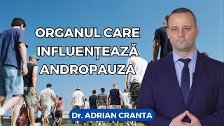 Organul care influențează andropauza [upl. by Rhett]