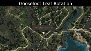 Goosefoot Leaf Rotation In Shimnidae Forest [upl. by Danelle200]