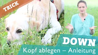 HUNDETRICK Kopf auf Boden ablegen  Hund Tricks beibringen  DOWN Trick [upl. by Libb170]