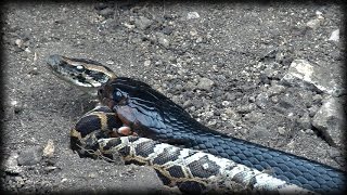 Indigo Snake Eats Python 02  Snake Cannibalism [upl. by Kelvin201]