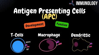 Antigen Presenting Cells Bcells Macrophage Dendritic Cell  Immunology [upl. by Amabil]