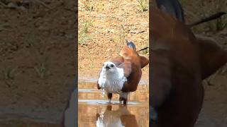 Brahminy kite drinking water wildlife shorts [upl. by Ennylyak]