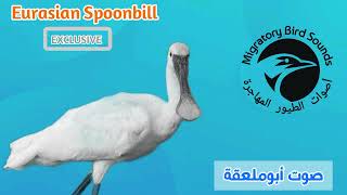 صوت لصيد أبوملعقة مدوس  Eurasian Spoonbill [upl. by Dyrraj]