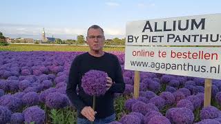 Allium Globemaster [upl. by Atival]